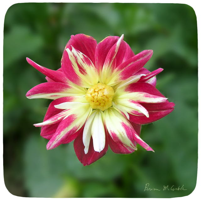 (image for) Hibiscus 4